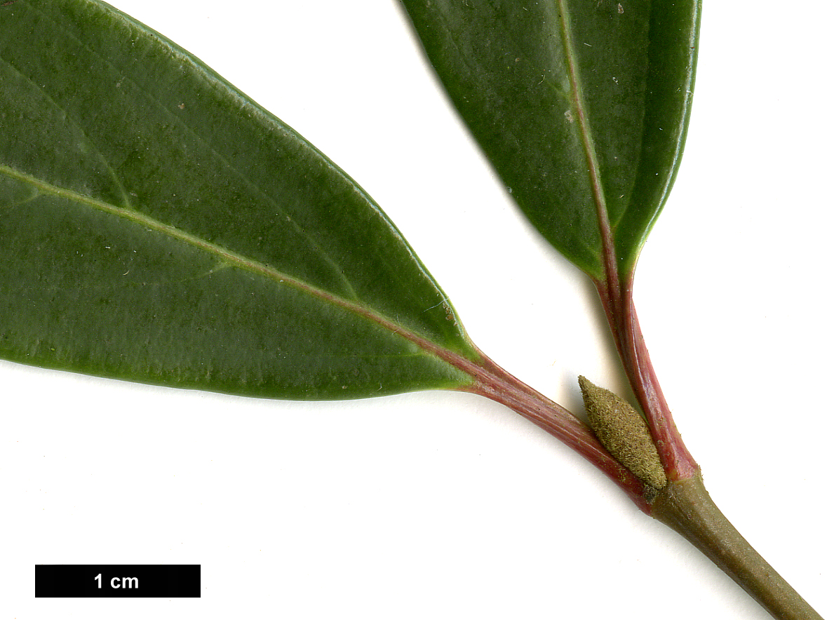 High resolution image: Family: Adoxaceae - Genus: Viburnum - Taxon: ×hillieri - SpeciesSub: 'Ward van Teylingen' (V.erubescens × V.henryi)